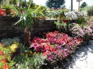 azalées rhododendrons