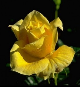 Rose d'or de Montreux