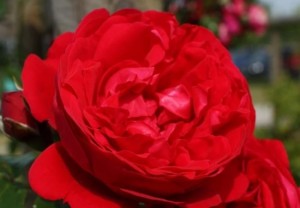 Rosier Florentina