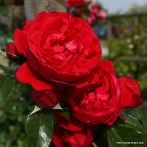 Rosier Florentina