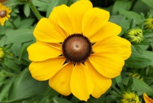 Rudbeckia 2021-01
