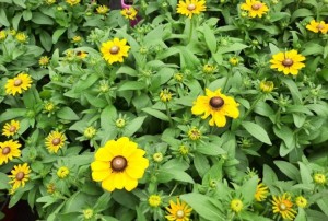 Rudbeckia 2021-02