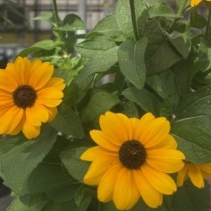 Rudbeckia