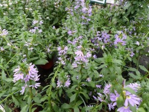 Scaevola