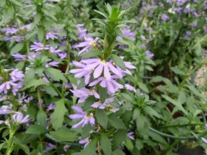 Scaevola