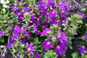 Scaevola 2021-01