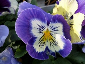 Services - Choix de plantes