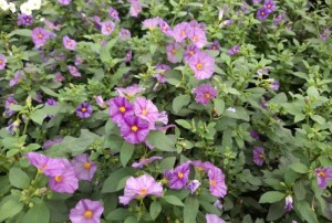 Solanum 2021-01
