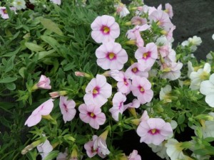 surfinia million bells