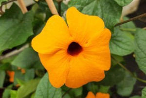 Thunbergia 2021-02