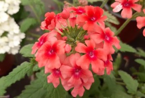 Verveine 2021-01