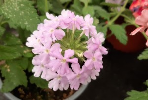 Verveine 2021-03