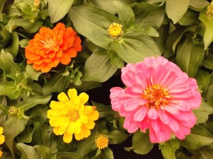 Zinnia 2021-01