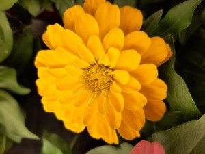 Zinnia 2021-03