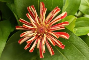 Zinnia 2021-04