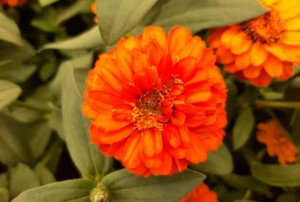 Zinnia 2021-05