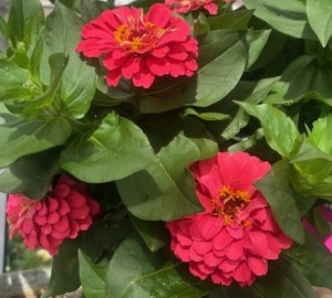 Zinnia