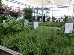 aromatiques