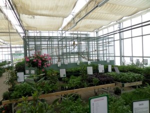 aromatiques