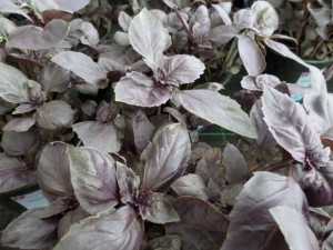 basilic rouge