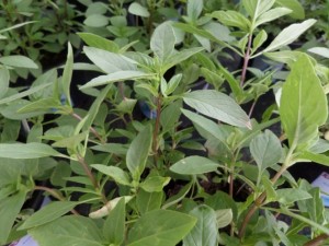 basilic thaï