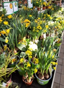 bulbes en pot 15.03.22-01