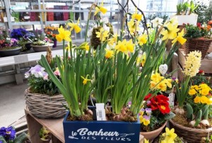 bulbes en pot 15.03.22-02