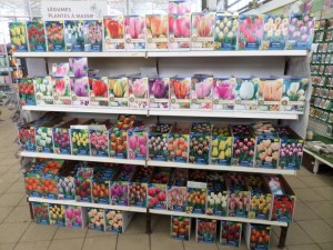 bulbes printemps