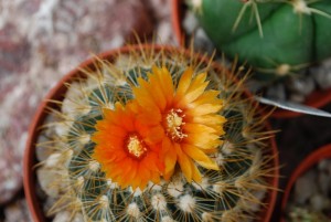 cactus fleurs