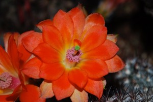 cactus fleurs