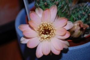 cactus fleurs