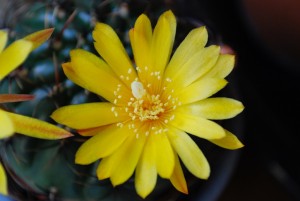 cactus fleurs
