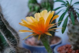 cactus fleurs