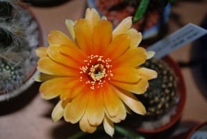 cactus fleurs
