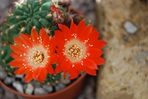 cactus fleurs