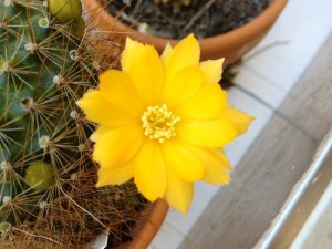 cactus fleurs