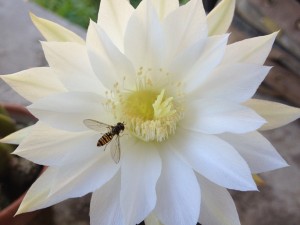 cactus fleurs