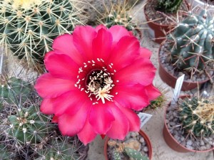 cactus fleurs 18
