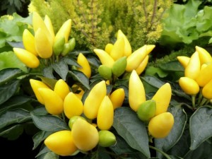 capsicum