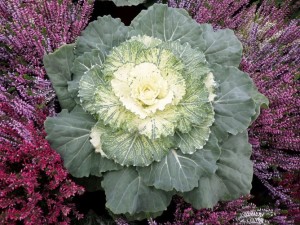 chou ornemental