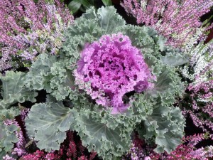 chou ornemental