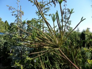 cryptomeria pépinière