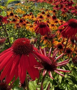 echinacea abeille