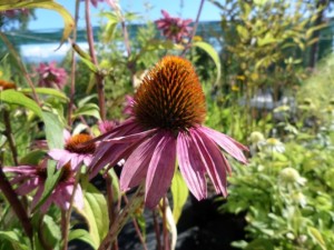echinacea