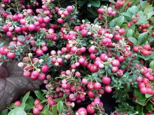 gaultheria