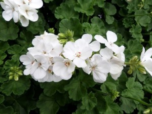 géranium