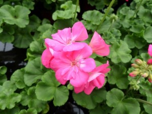 géranium