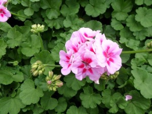 géranium zonal