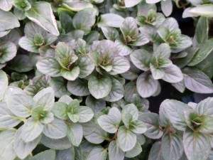 menthe poivrée