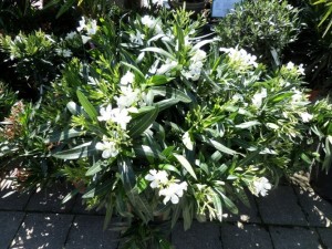 nerium oleander